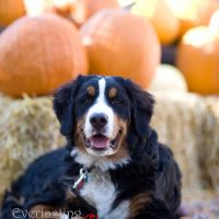 Jesse in the pumpkin patch